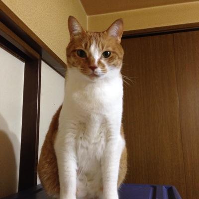 神奈川県川崎市在住 17歳みーしゃ(リンゴ猫、鼻腔腺癌＆甲状腺機能亢進症予備軍)12歳小太郎 (今のところ元気( •̀ᴗ•́ ))を愛でているアラ還だけどアニメやゲーム好きなオタクです