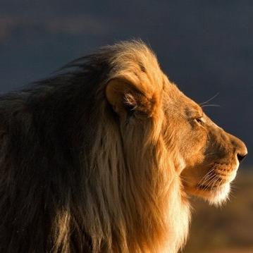 #USFWS Warns That #AfricanLions (Panthera Leo Leo) Face #Extinction By 2050. #ThrillKill #CannedHunting #Lions #TrophyHunt #SaveLeoLeo #OpUpRoar #Voice4ThePride