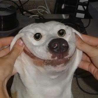 japantokyokoike's profile picture. ワンワンワン