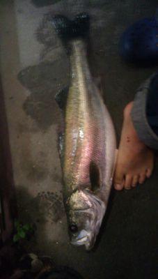 南房総で釣りしてます！