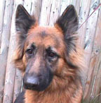 Fan of long-haired German shepherds, Nationals baseball, and Philip Glass.