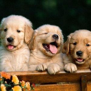 An animal lover, a music crazy, like adventures and studying mind and brain