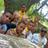 sul_cruzeiro's profile image