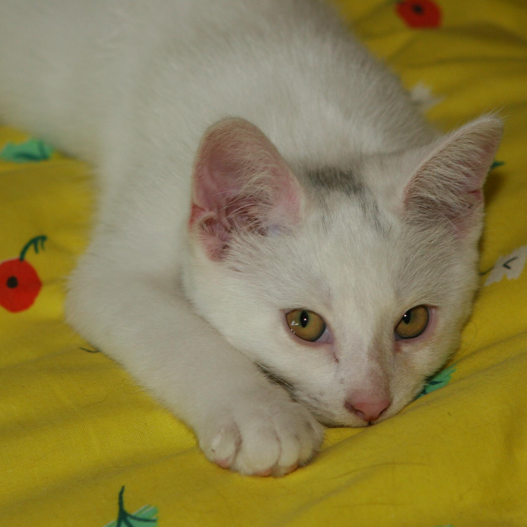 gato4love's profile picture. Believes he is a white tiger loves hunting birds and mice does not eat them likes playing with them but accidentally kills them.