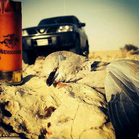تابعني اتابعك  + تغريداتي كلهاّ معاده التغريد pin:2A3DF8AD