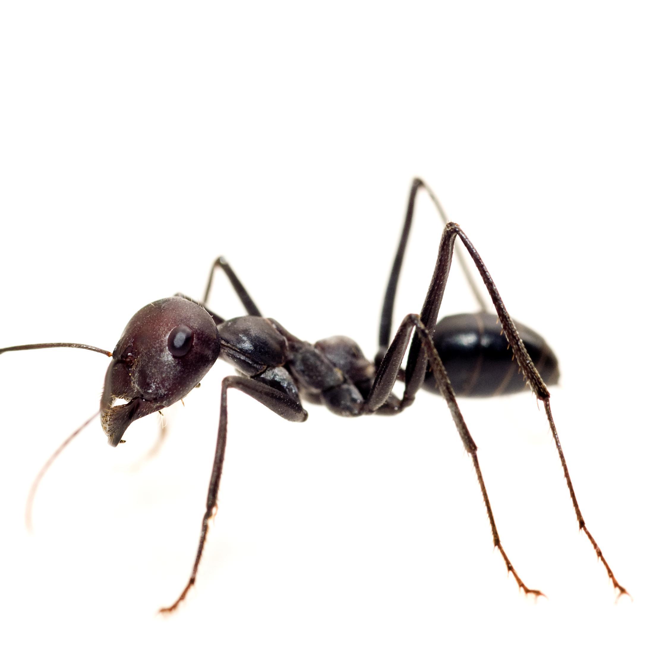 kizendo's profile picture. 