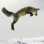 borsheee's profile picture. 