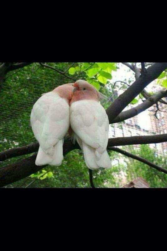 Alghamdi115M's profile picture. ‏بإذن الله تكون ايامكم بدايات جميله وطريق مفتوح وأمنيات تتحقق وراحه تدوم وسعاده وابتسامه لاتزول❤