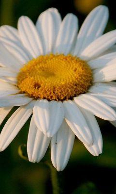 LTinou's profile picture. 