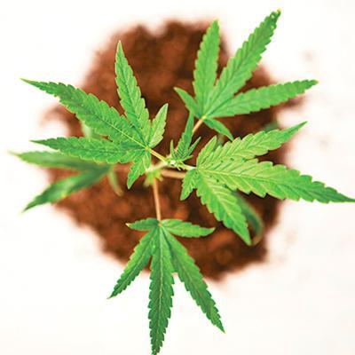 420labels's profile picture. 