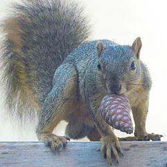 The nutty squirrels of Idaho State University.