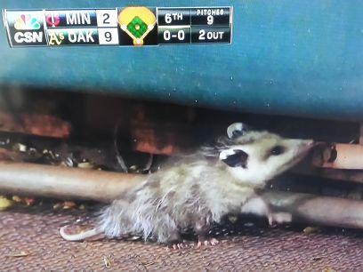 The Most Interesting Fan In The World. The King of AntiSocial Media. Huge Bay Area Sports Fan. Stay Hungry, My Friends. #Athletics #Warriors #Raiders