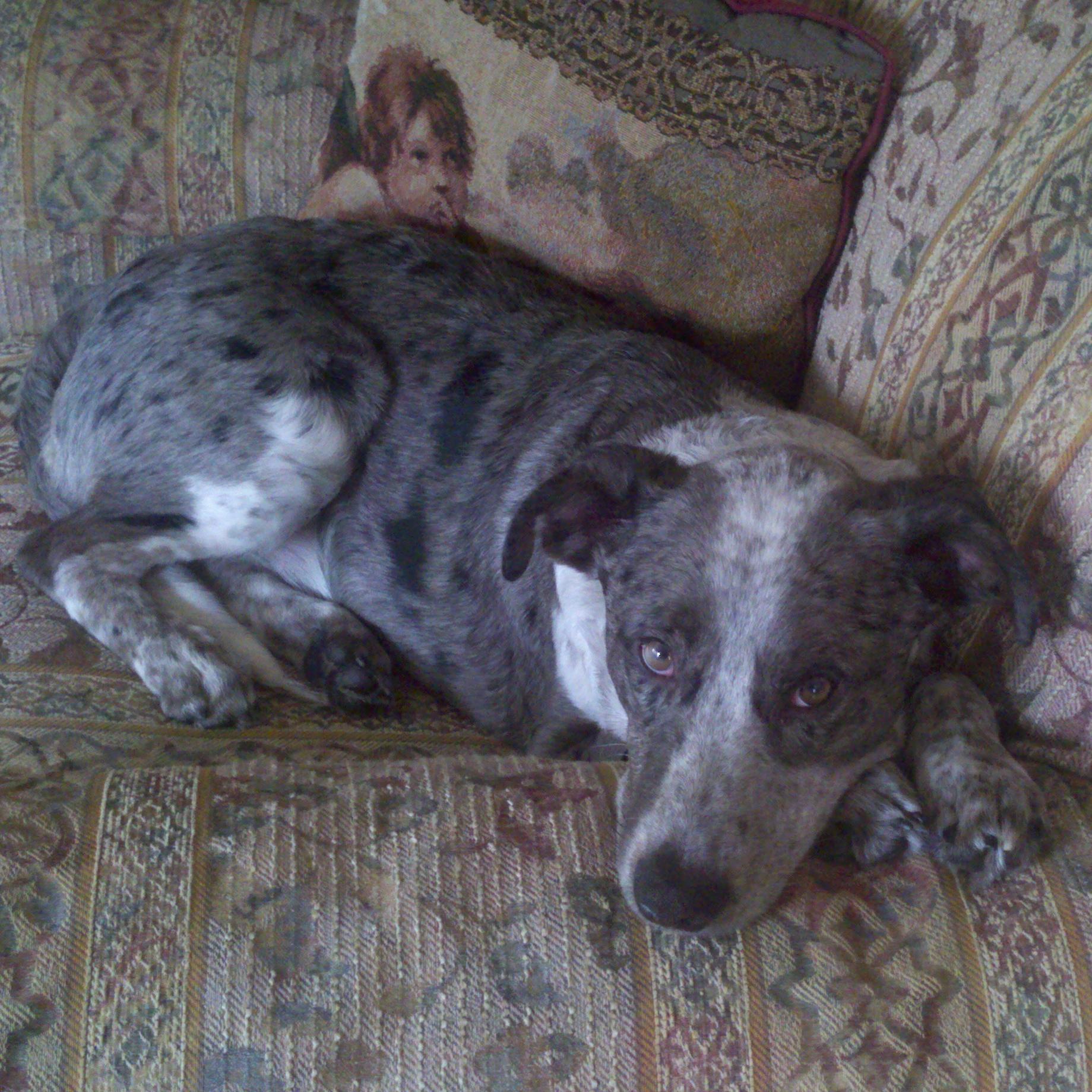 Animal advocate, parent of rescue dogs, foster, shelter volunteer, support of no-kill, stop brutal dog/cat meat trade & end BSL