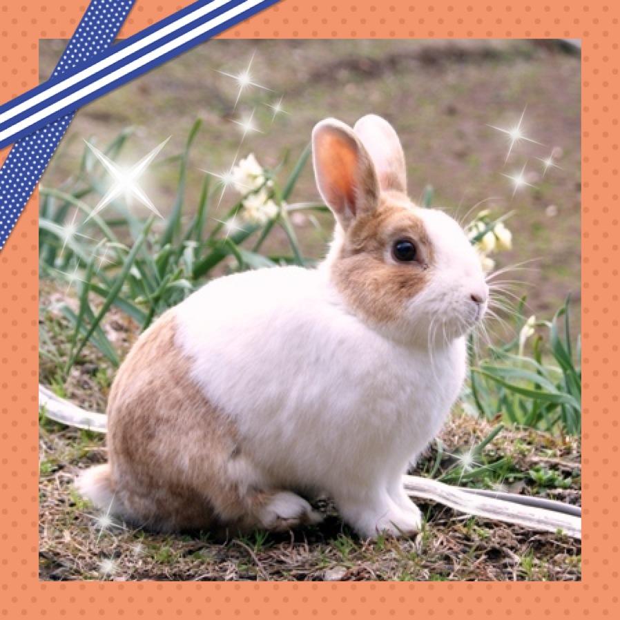 33usarabb's profile picture. 