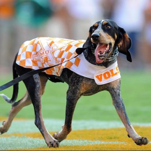 #UTK19 connect with other classmates here! Tag us in pics and tweets to get featured, and join our group chat! Not affiliated with University.