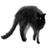 catressnyc's profile image