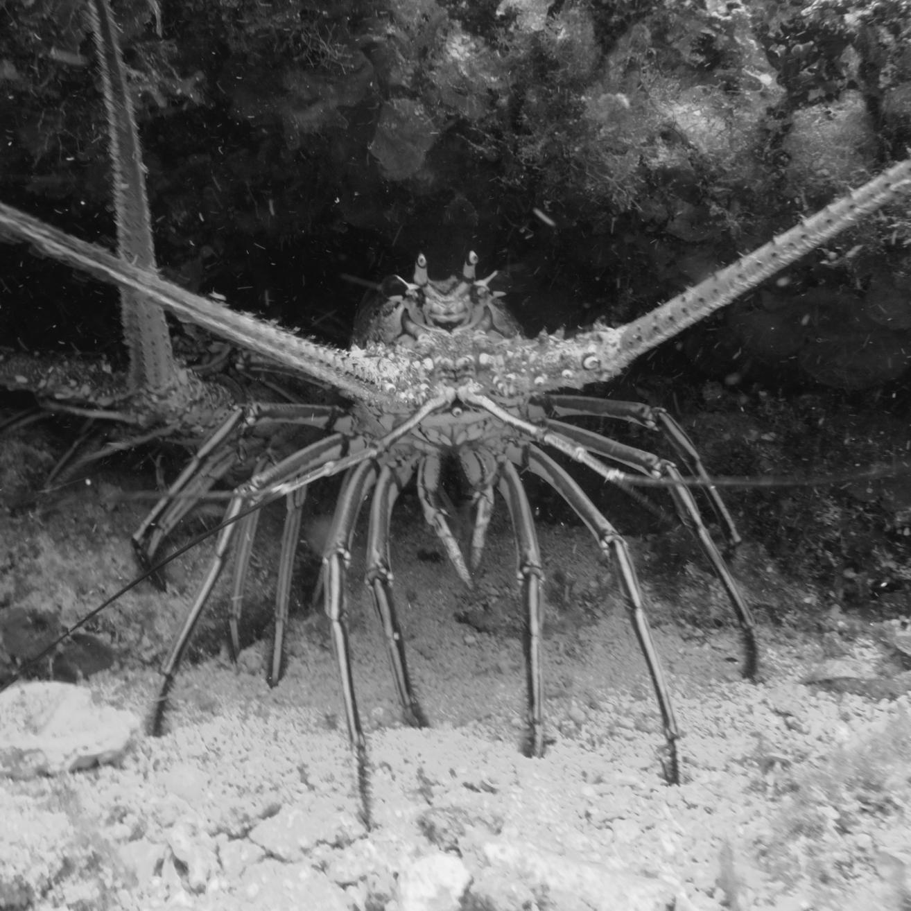 Proyecto dedicado a la conservación de la langosta espinosa en el Caribe de Guatemala.