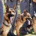 Dog Squad (@dogsquadnz) Twitter profile photo Dog Squad (@dogsquadnz) Twitter profile photo