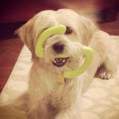 I'm a #RescueDog whose mama finds it amusing to talk for via twitter. I allow it because she loves me and spoils me rotten! I'm glad I rescued her.