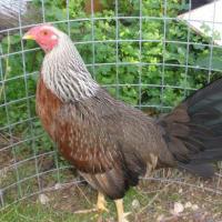 Rafael Ramirez (@rafaramihdez25) 's Twitter Profile