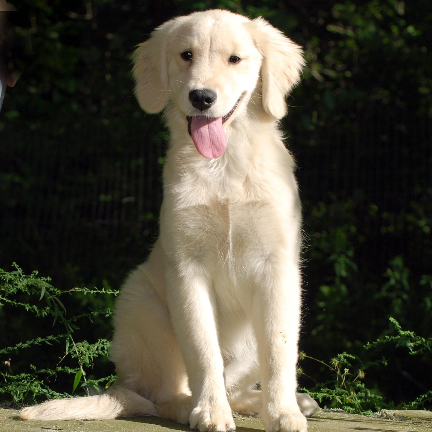 KSUPetTherapy's profile picture. 