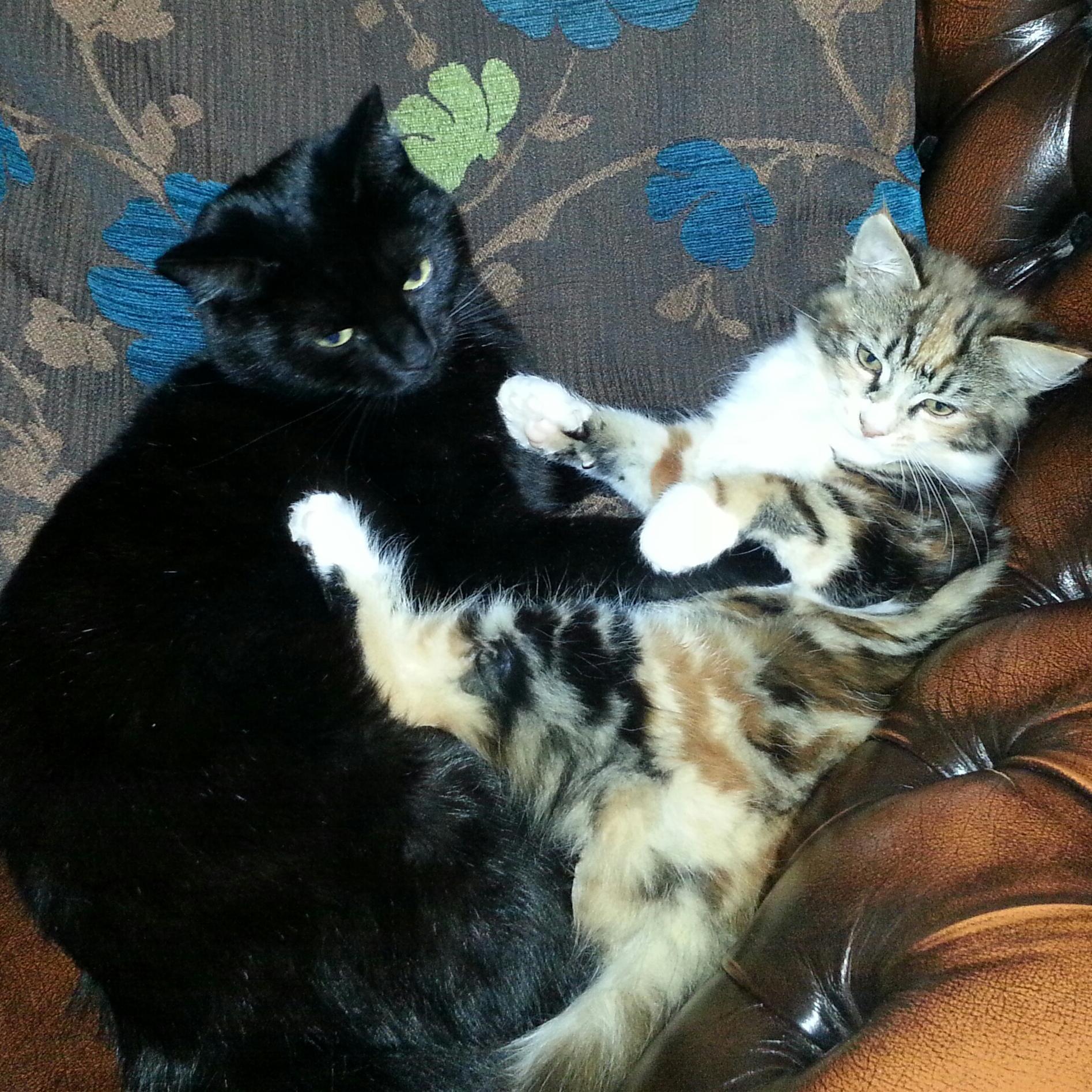 An account for Kitty and her newly introduced 'sister' Carrot, recording their shenanigans. Also cat info and anything interesting for feline fanatics!