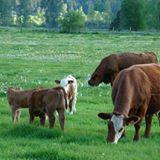 Our local meat producers provide high quality, sustainable and safe meats to BC families