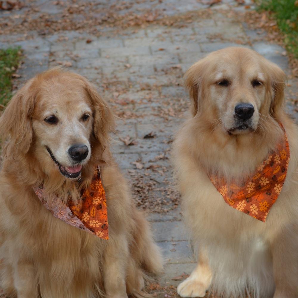 auntiepatpat's profile picture. Wife, Mom, Auntie, Daughter, dog lover, trying to do small things to make an impact on the people I meet.