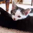 Jackson Mason - @pizzaguy500 - Twitter