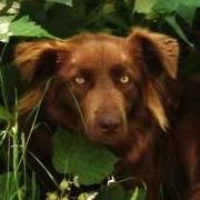 AJ Ivey (@shadowc100) 's Twitter Profile