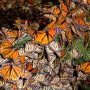 joyce lock - @joyceSliverLock - Twitter