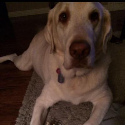 Older brother of jaxx❤️ i love my owner cameron