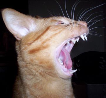 o_P0TAT0_o's profile picture. I