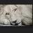 Whitelion_TK's profile image