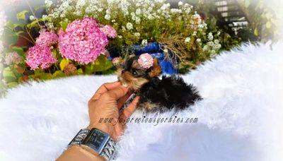 fcs yorkies fcs precious yorkie fcspreciousyork fcs yorkies fcs precious yorkie fcspreciousyork