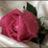 nony_nony111's profile image