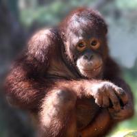 Tasikoki Adoption Hq (@tasikokiadopt) 's Twitter Profile