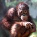 Tasikoki Adoption Hq (@tasikokiadopt) Twitter profile photo