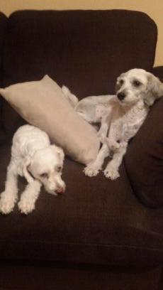 HusnuFafal's profile picture. 