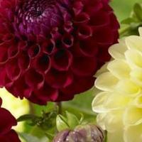 شايب مبادل مع شيبان  (@alkingnote3) 's Twitter Profile