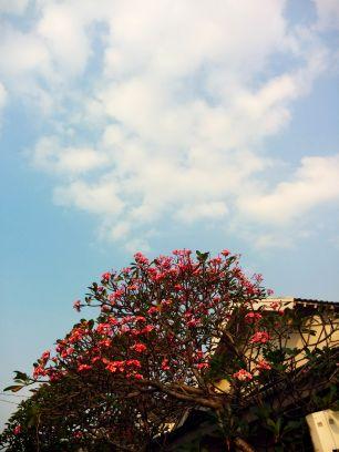 sageobserver's profile picture. 