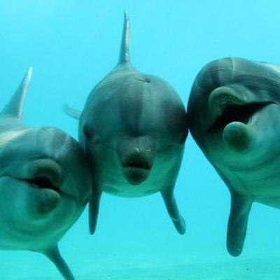 小さな子供に人気のツイッター水族館 On Twitter フィジーの海中ホテル ポセイドン アンダーシー リゾート Http T Co Hlgshnilvo