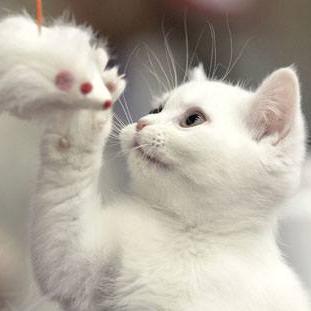 LennaCats's profile picture. 