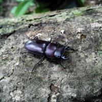 架虫社 Катюша-Клёнов (@katyusyainsect) 's Twitter Profile Photo 架虫社 Катюша-Клёнов (@katyusyainsect) 's Twitter Profile Photo