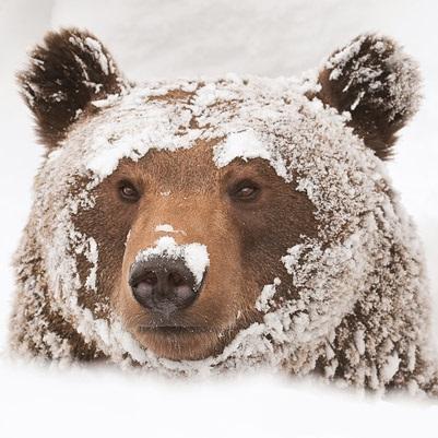 Guimdal's profile picture. 