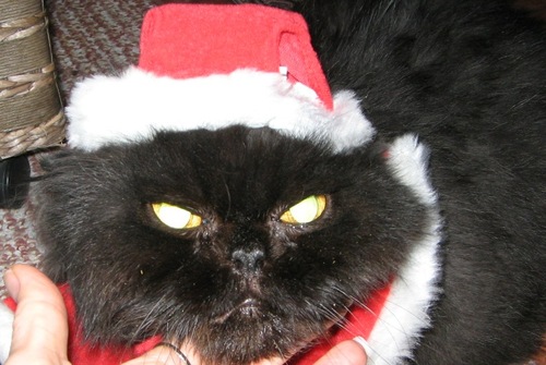 PersianCatAli's profile picture. I am a boy Persian Cat (16 yrs) with big paws, a heavy swat & a big attitude. I also have a heart of gold & am very sophisticated. a.k.a. Punk, Baby Jupiter