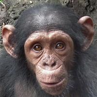 Stichting Weesaapjes (@weesaapjes) 's Twitter Profile