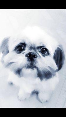My name is Princess Gucci and i am a Shih tzu puppy.I love to play and dress-up in lots of different outfits.My favourite colour is pink