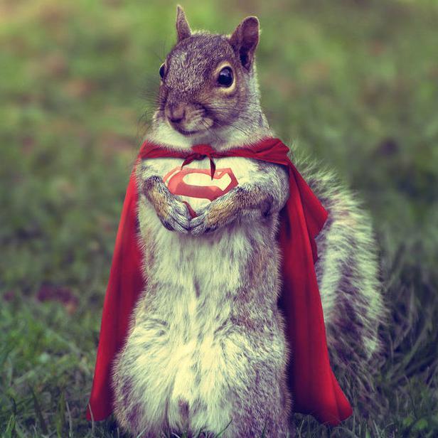 Just nuts about shares & trading
The Reminiscences of a Stock Squirrel