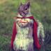 Mr Squirrel (@aimforsquirrel) Twitter profile photo Mr Squirrel (@aimforsquirrel) Twitter profile photo